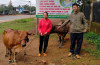 Ngân hàng bò – Chung tay vì sinh kế bền vững
